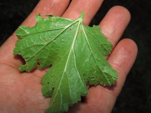Ribes punctatum