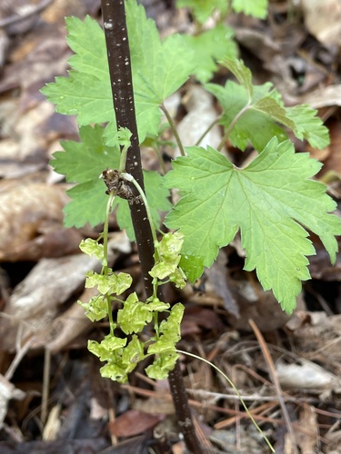 Ribes rubrum