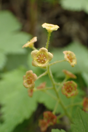 Ribes sachalinense