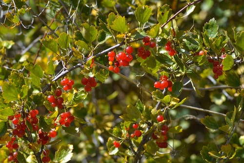 Ribes saxatile