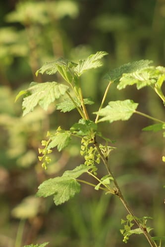Ribes spicatum