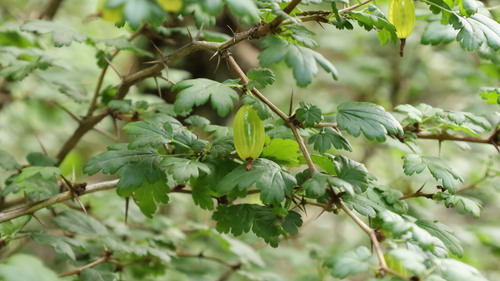 Ribes stenocarpum