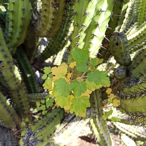 Ribes tortuosum