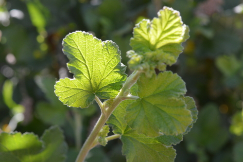 Ribes trilobum