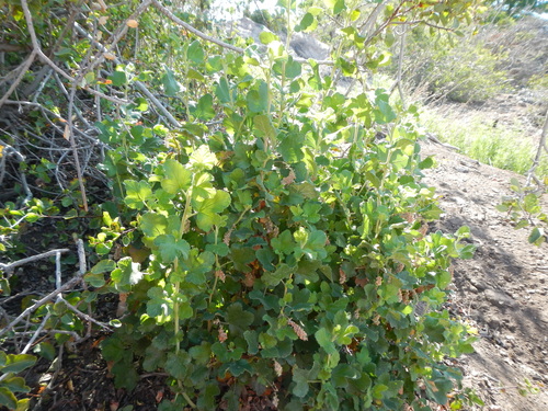 Ribes trilobum