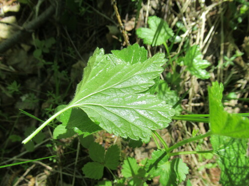 Ribes ussuriense