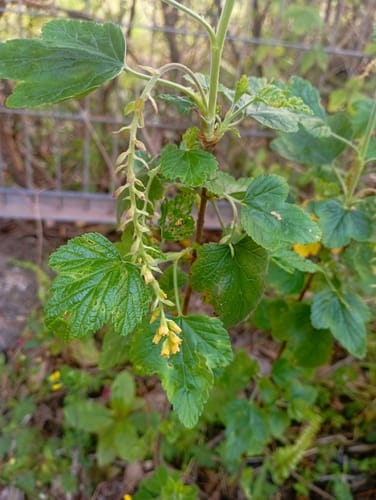 Ribes valdivianum