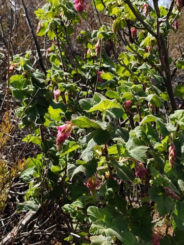Ribes viridifolium