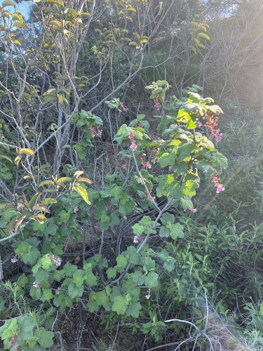 Ribes viridifolium