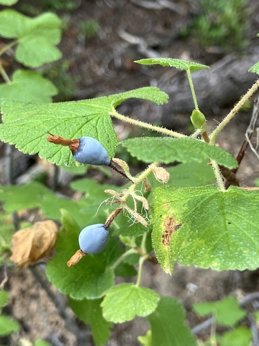 Ribes viscosissimum