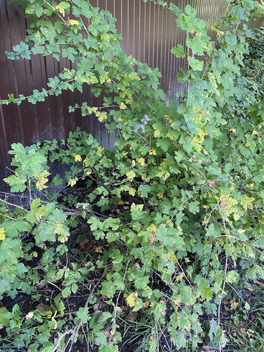 Ribes x pallidum