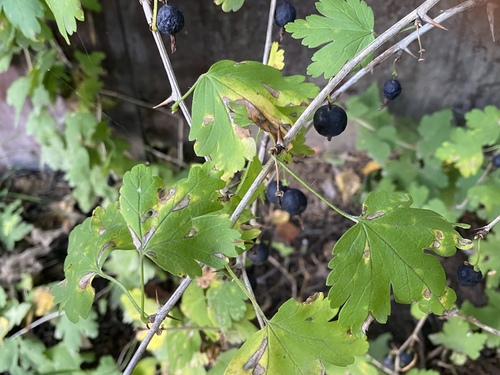 Ribes x pallidum
