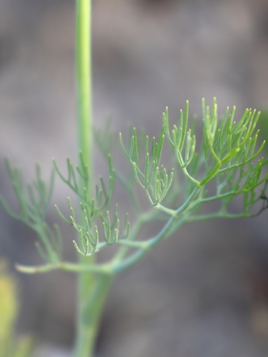Ridolfia segetum