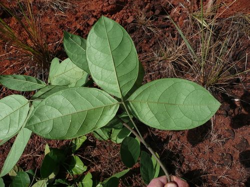 Ritchiea capparoides