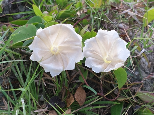 Rivea hypocrateriformis