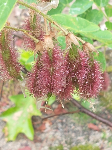 Robinia hispida