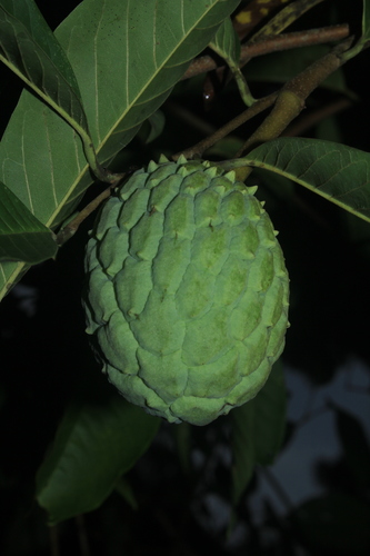 Rollinia mucosa