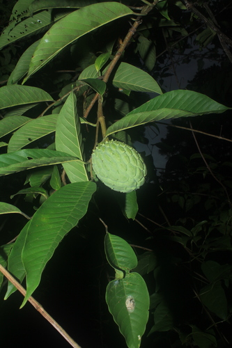 Rollinia mucosa