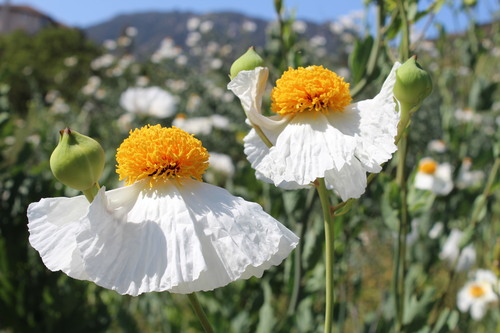 Romneya coulteri