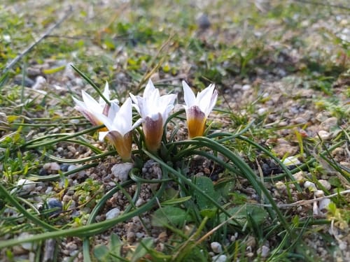 Romulea bulbocodium