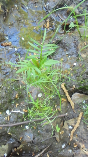 Rorippa amphibia