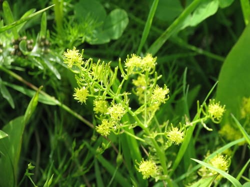 Rorippa curvisiliqua