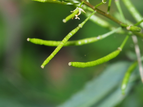 Rorippa indica