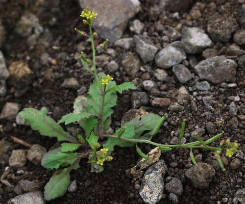 Rorippa indica