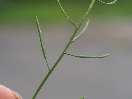 Rorippa sarmentosa