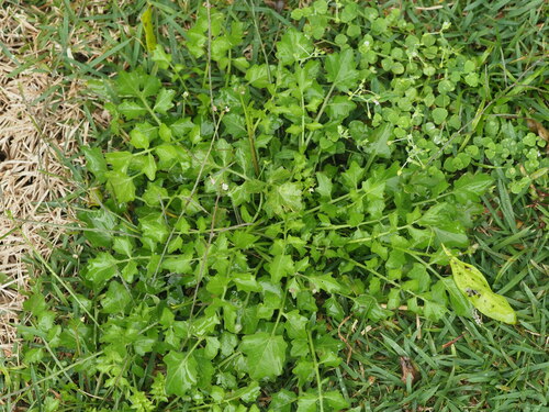 Rorippa sarmentosa