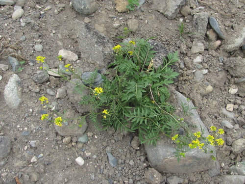 Rorippa sylvestris
