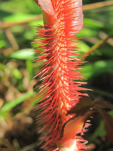 Rosa acicularis