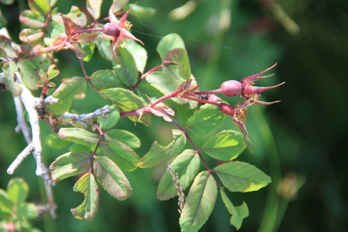 Rosa alberti