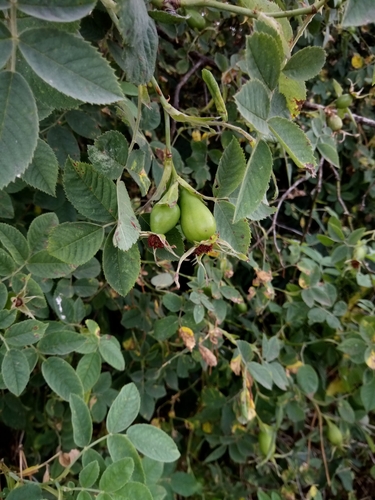 Rosa coriifolia