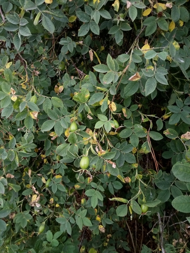 Rosa coriifolia