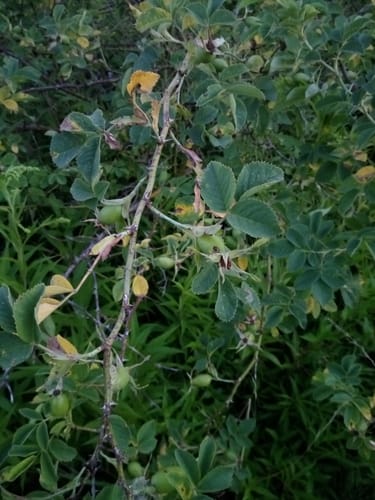 Rosa corymbifera