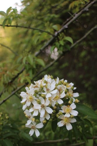 Rosa cymosa