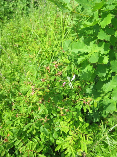 Rosa davurica