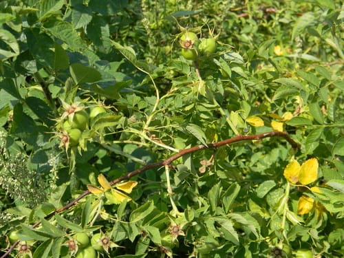 Rosa dumalis