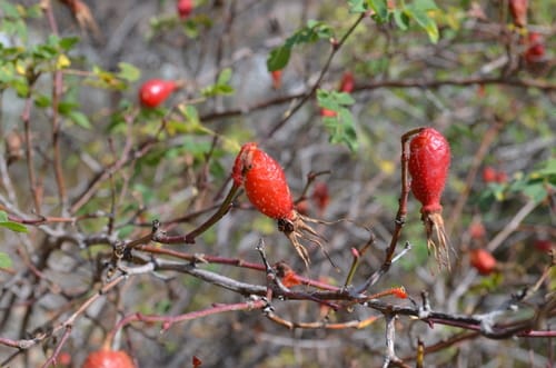 Rosa fedtschenkoana