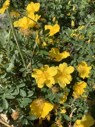 Rosa foetida