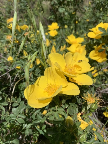 Rosa foetida