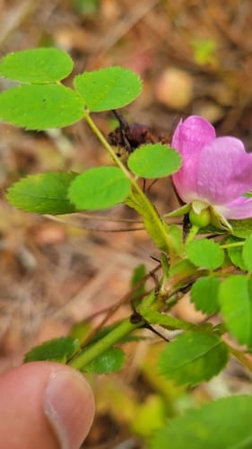 Rosa gymnocarpa