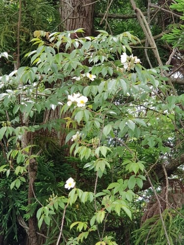 Rosa henryi