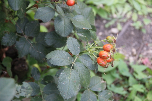 Rosa iberica