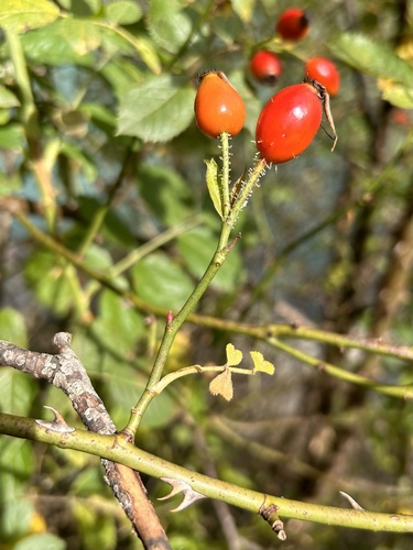 Rosa micrantha