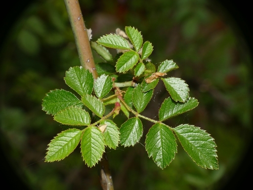 Rosa micrantha