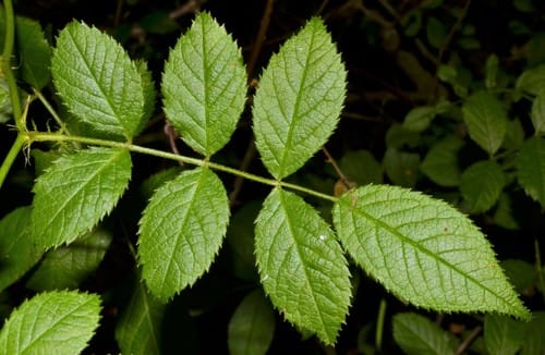 Rosa multiflora