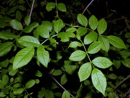 Rosa multiflora