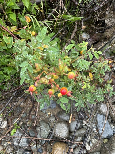 Rosa nutkana
